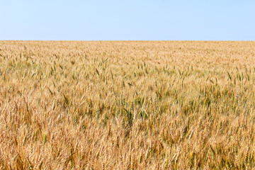 A golden field of barley with a cloudless blue sky