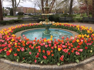 Colorful tulips around a round fountain on a spring day in Garden City, Long Island, NY.. - obrazy, fototapety, plakaty