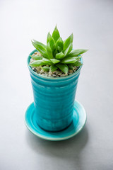 Close up Succulent in ceramic pot on table.
