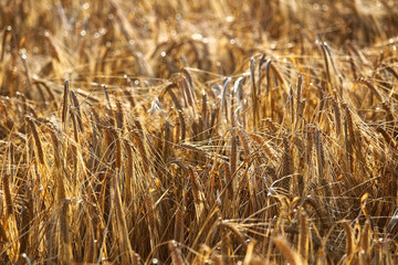 A detailed background of ripe barely heads