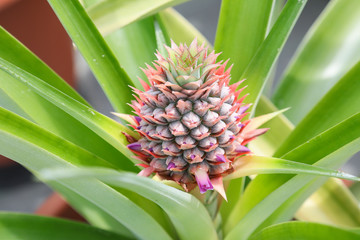 Fototapeta premium Pineapple