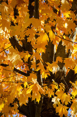 Tree leafs at the tree