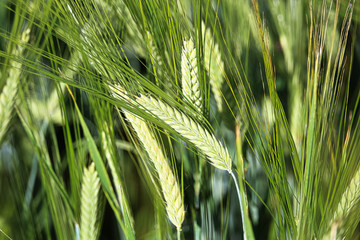 A macro view of a green barely heads