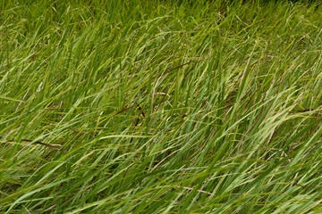 closeup of grass