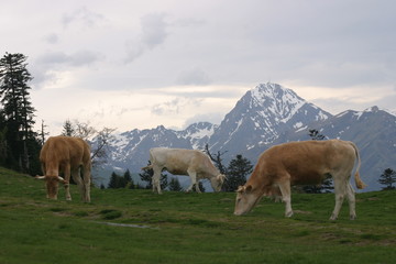 Naklejka premium Vaches Pic du midi Pyrénées-2