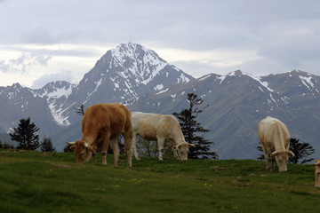Vaches Pic du midi Pyrénées-1