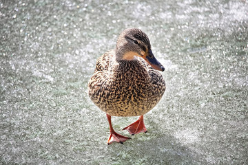 A female mallard walks on frozen ice