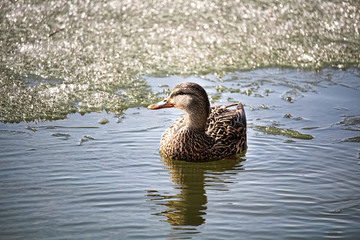 A side view of a female mallard swiming in icy water