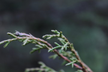 bosque