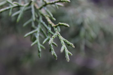 bosque