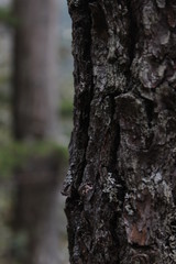 Obraz premium bosque