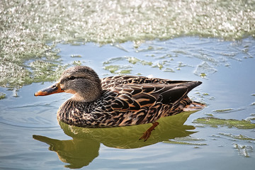 A side view of a female mallard swiming in icy water