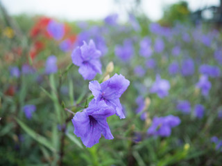 Violet flower