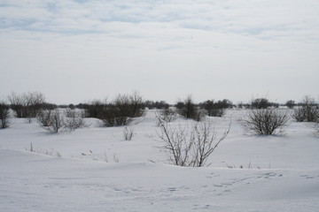 winter mountain landscape with snowy trees and snow