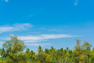 Fototapeta na wymiar Coconut palm plantation tree with blue sky cloud