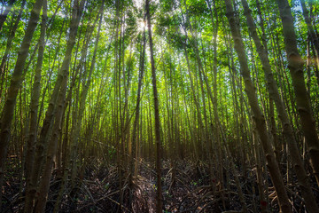 The forest mangrove in Chon Buri province,Thailand.