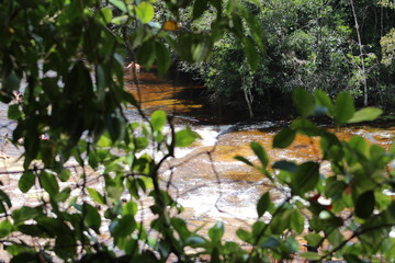 autumn leaves in the forest