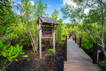 bridge wooden walking way in The forest mangrove in Chon Buri province,Thailand.