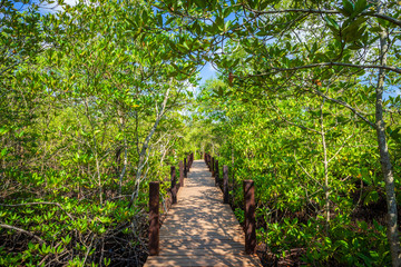 bridge wooden walking way in The forest mangrove in Chon Buri province,Thailand.