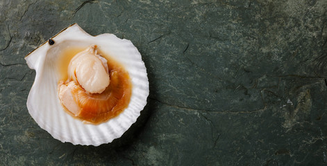 Raw uncooked Scallop in cockleshell on gray background copy space