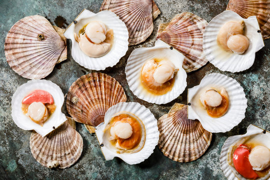 Raw uncooked Scallop in cockleshell on gray background