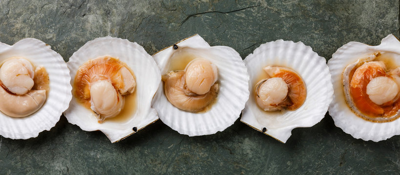 Raw uncooked Scallop in cockleshell on gray background