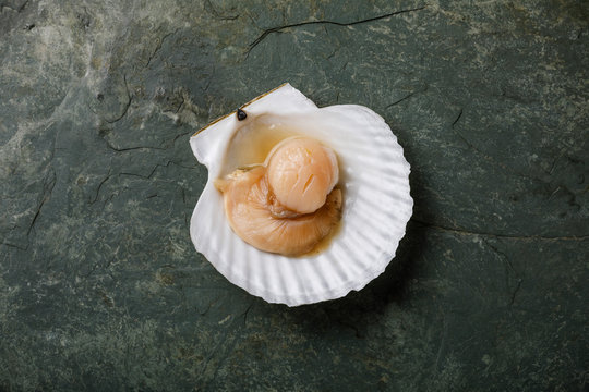 Raw uncooked Scallop in cockleshell on gray background