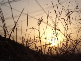 sunset behind grass