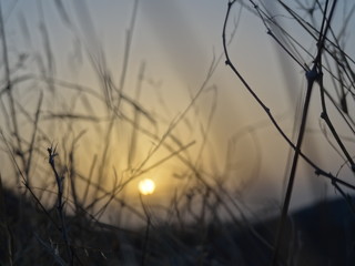 sunset in the forest