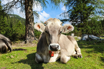Fototapeta na wymiar Cows in the Alps in Austria