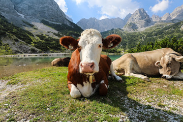 Fototapeta na wymiar Cows in the Alps in Austria