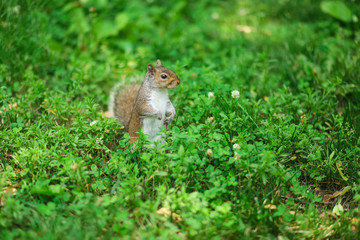An Eastern gray squirrel eats a peanut on a park bench 