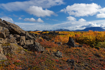 Obraz premium herbstlicher Wald, Nähe Myvatn, Island