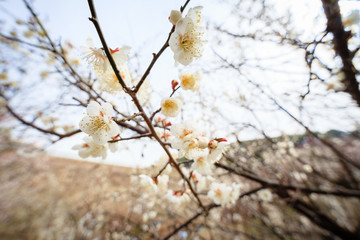 plum blossom the beginning of spring