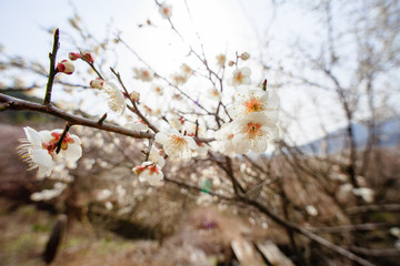 plum blossom the beginning of spring