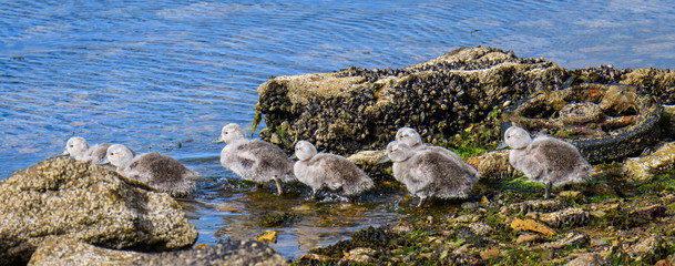 Falkland Steamer Duck chicks at water’s edge with trash and pollution, seaweed, and muscles, Falkland Islands