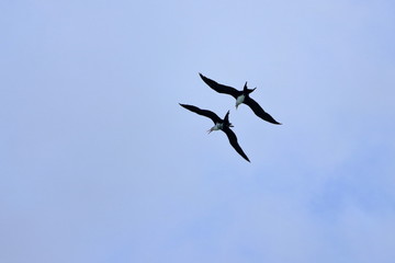 greater frigatebird