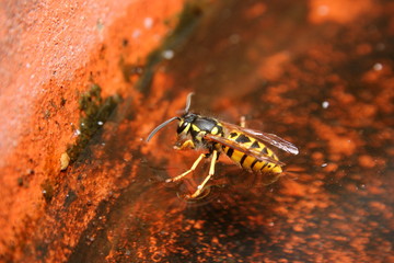 A European Wasp (Vespula vulgaris) floating on water