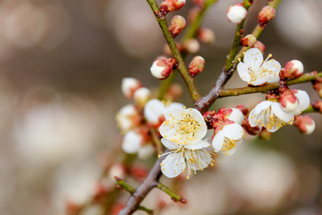 plum blossom the beginning of spring