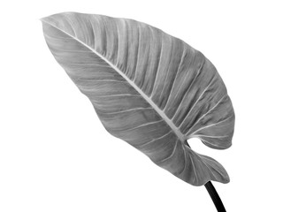 Black and white leaves color isolated on white background. The tropical forest plant. File contains with clipping path.