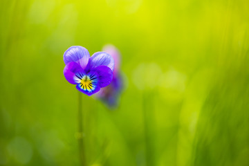 summer grass background