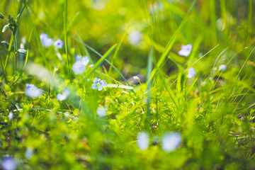 summer grass background