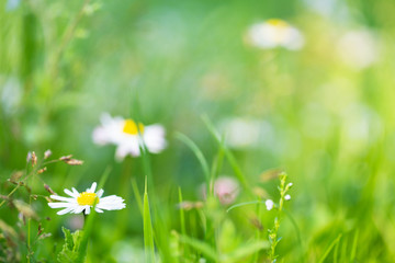 summer grass background
