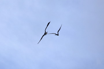 greater frigatebird