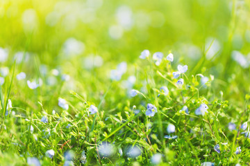 summer grass background