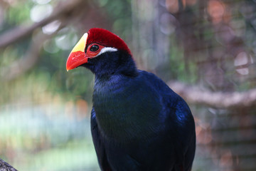 A colorful Asian bird in the aviary at a zoo in Florida