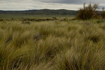 pastizales en la estepa patagonica al fondo unas elevaciones