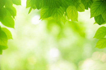 Closeup view of natural green leaf color under sunlight. Use in the background, or wallpaper.  Nature concept.