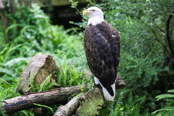 A bald eagle in Florida