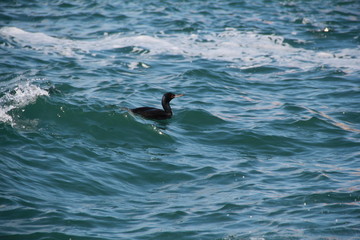 Fototapeta premium In the sea